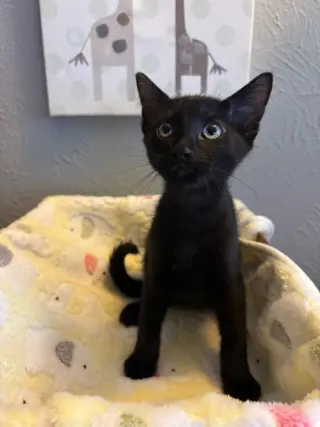 Clawdius