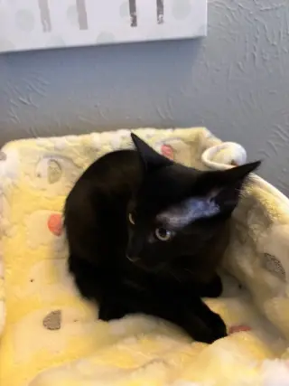 Clawdius