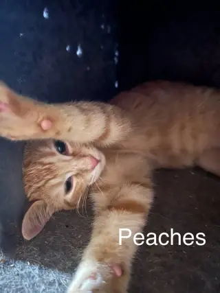 Peaches