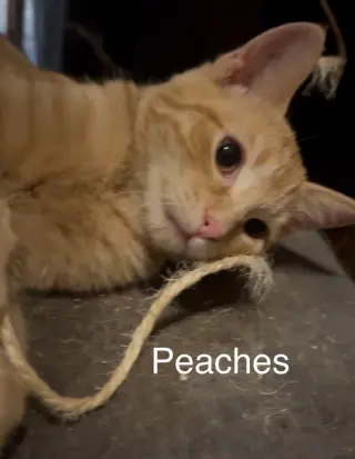 Peaches