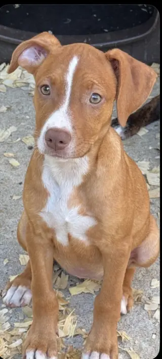 Hazel