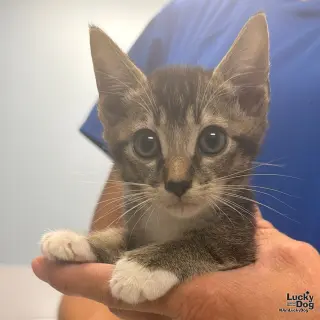 Loki