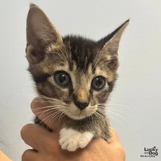 Loki