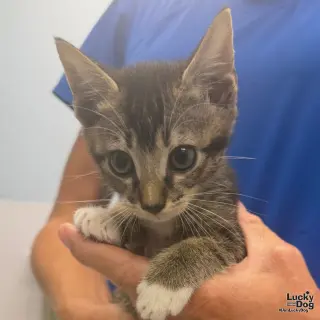 Loki