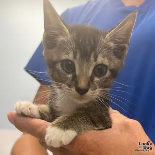Loki