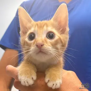 Linus