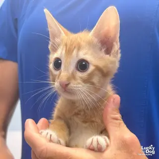 Linus