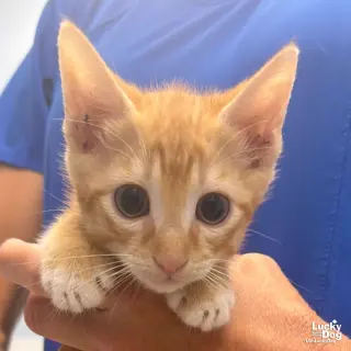Linus