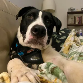 Ralphie