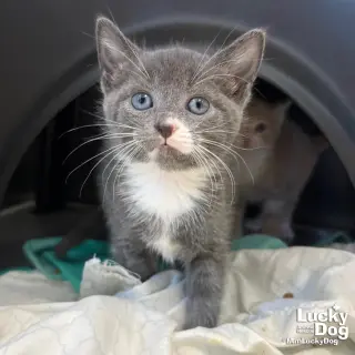 Oscar