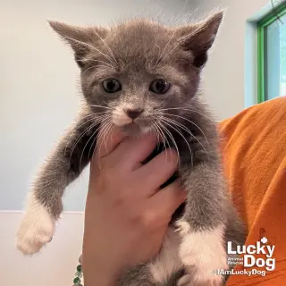 Oscar