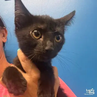 Timmie