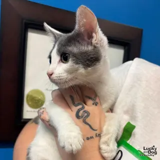 Dylan