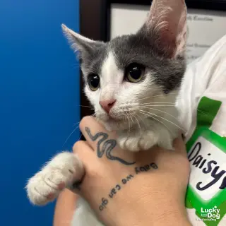 Dylan