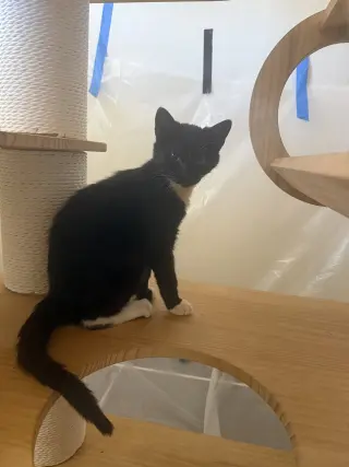 Rico (Courtesy Post)