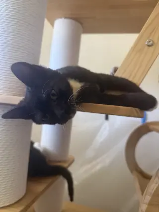 Rico (Courtesy Post)