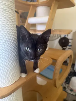 Rico (Courtesy Post)