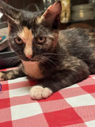 Roxie (Courtesy Post)