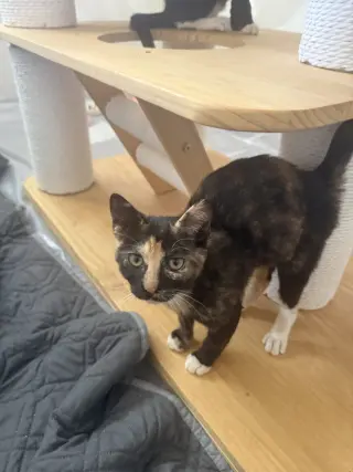 Roxie (Courtesy Post)