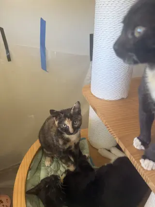 Roxie (Courtesy Post)