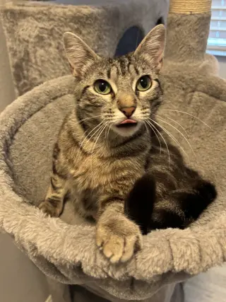 Momma