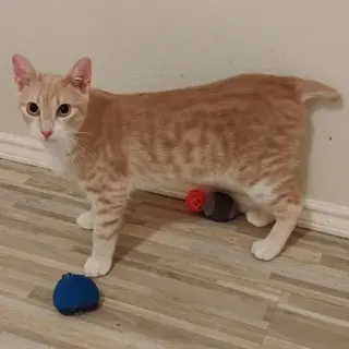 Ollie #stubby-tailed