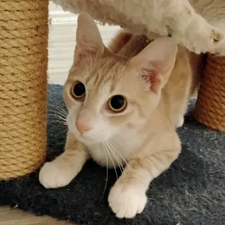 Ollie #stubby-tailed