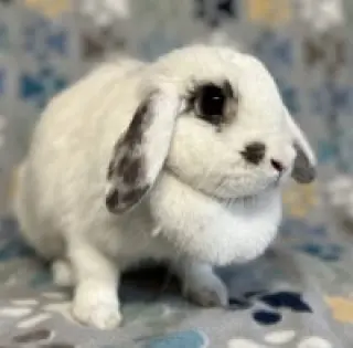 Daphne