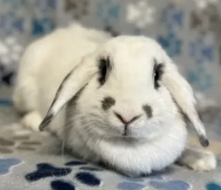 Daphne