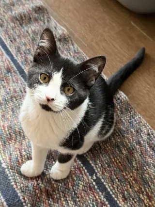 Rachel (foster cat)