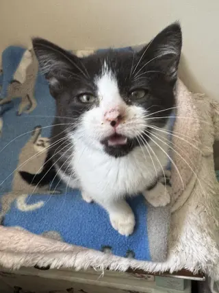 Rachel (foster cat)