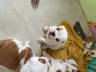 Adorable cachorro de bulldogs