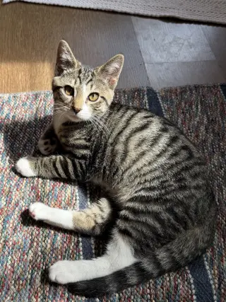 Jonah (foster cat)