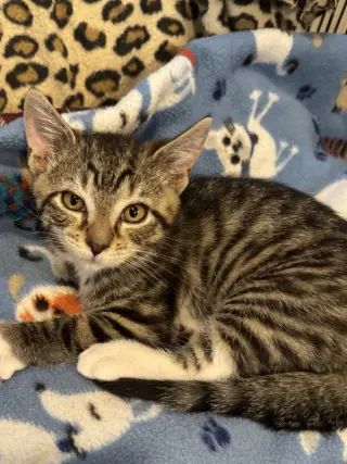 Jonah (foster cat)
