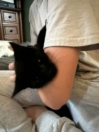 Twyla's Chloe KITTEN