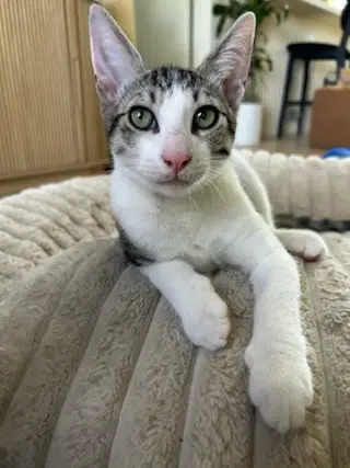Sammy