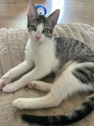 Sammy