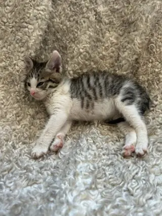 Sammy