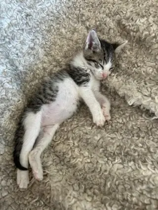 Sammy