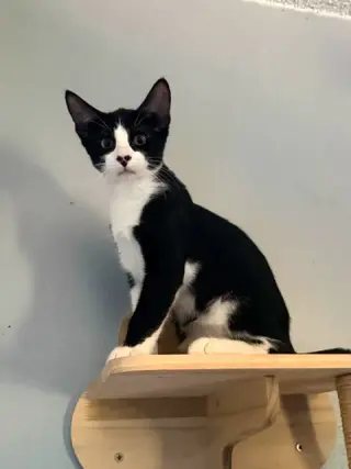 Onxy