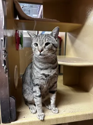 Taro (Little Buddy)