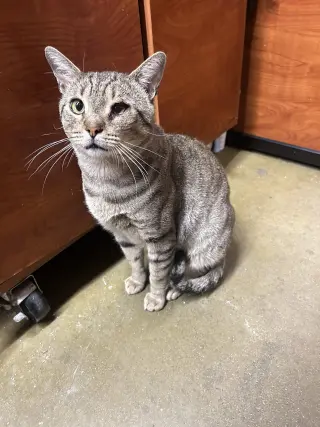 Taro (Little Buddy)