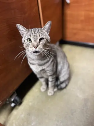 Taro (Little Buddy)