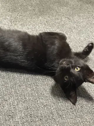 Nori