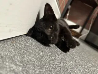 Nori