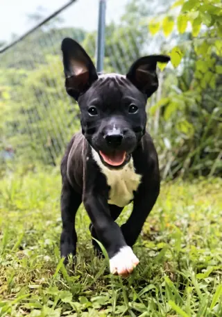 Boscoe - UP & COMING