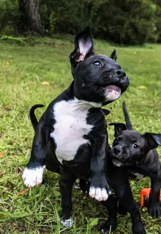 Boscoe - UP & COMING