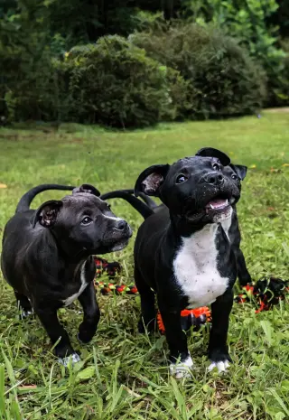 Boscoe - UP & COMING