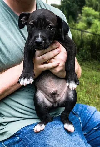 Boscoe - UP & COMING