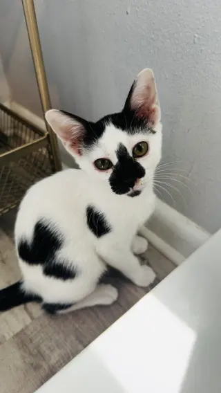 Pepper